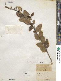 Ilex coriacea image