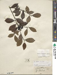 Ilex coriacea image