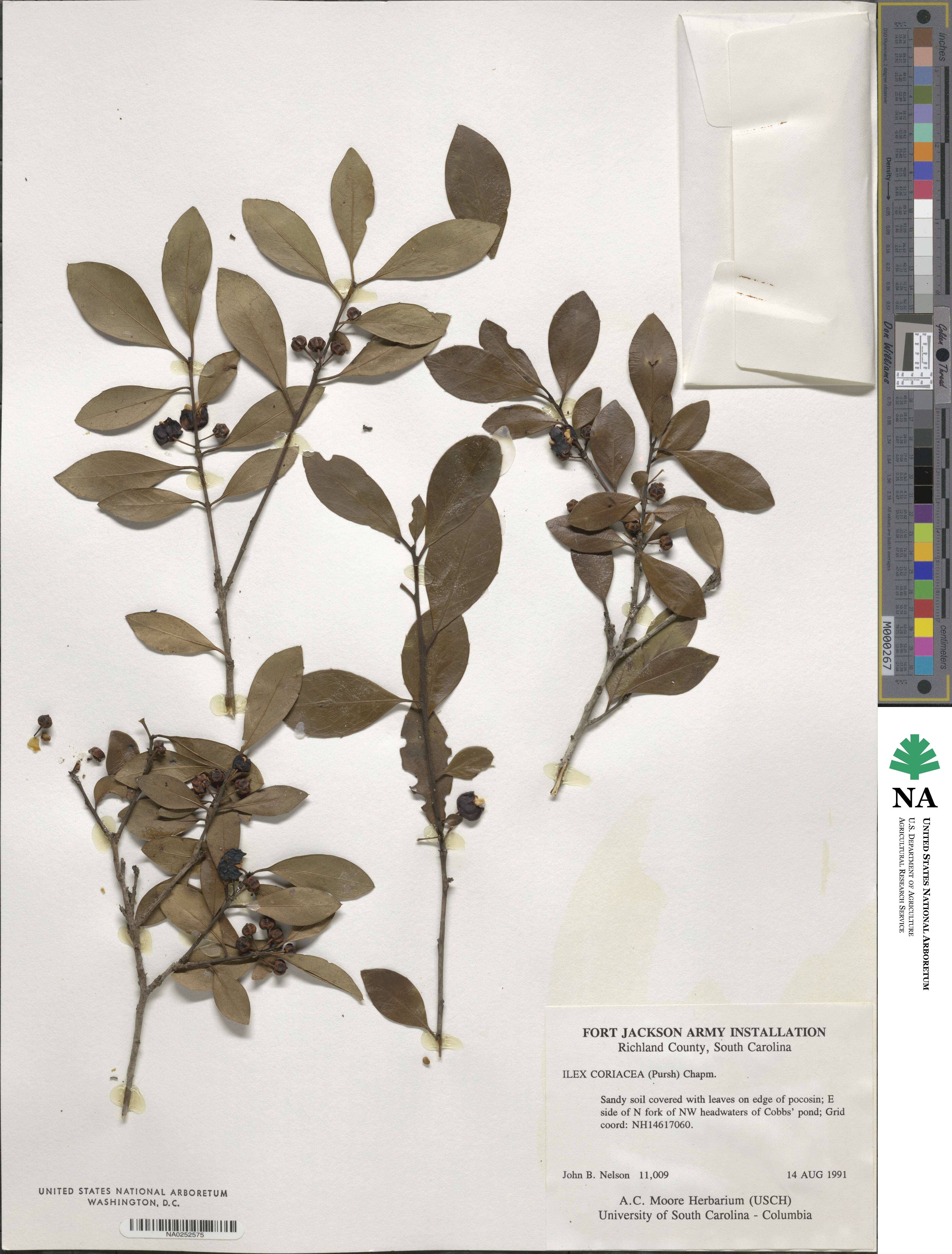Ilex coriacea image