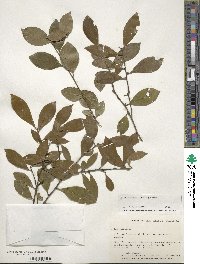 Ilex coriacea image