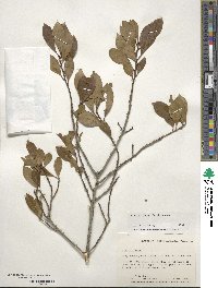 Ilex coriacea image