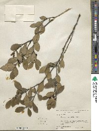 Ilex coriacea image