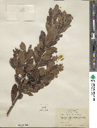 Ilex coriacea image