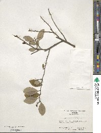 Ilex coriacea image