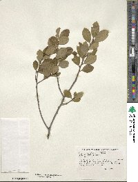 Ilex coriacea image