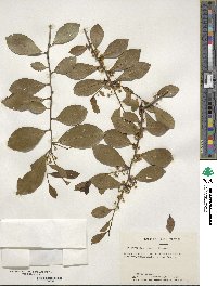 Ilex coriacea image
