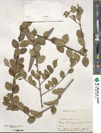 Ilex coriacea image