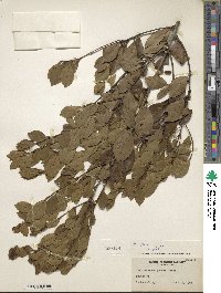 Ilex coriacea image