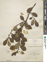Ilex coriacea image
