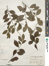 Ilex coriacea image