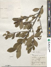 Ilex coriacea image
