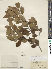 Ilex coriacea image