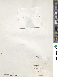 Ilex coriacea image