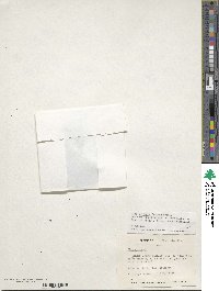 Ilex coriacea image