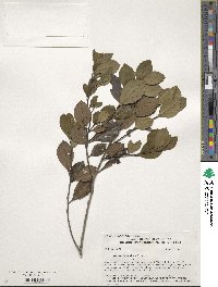 Ilex coriacea image