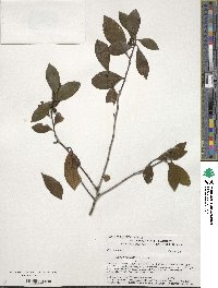 Ilex coriacea image