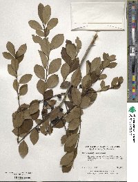Ilex coriacea image