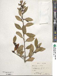 Ilex coriacea image