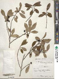 Ilex coriacea image