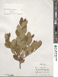 Ilex coriacea image