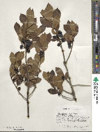 Ilex coriacea image