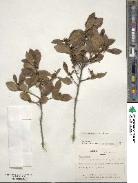 Ilex coriacea image