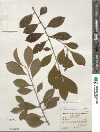 Ilex coriacea image