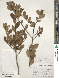 Ilex coriacea image