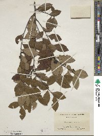 Ilex coriacea image