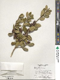 Ilex cornuta image