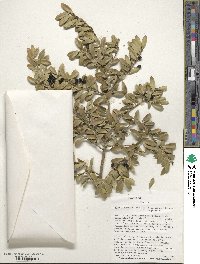 Ilex crenata image