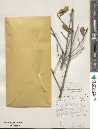 Ilex opaca image