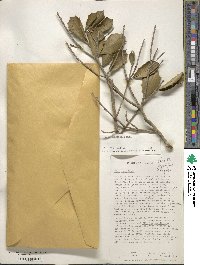 Ilex opaca image