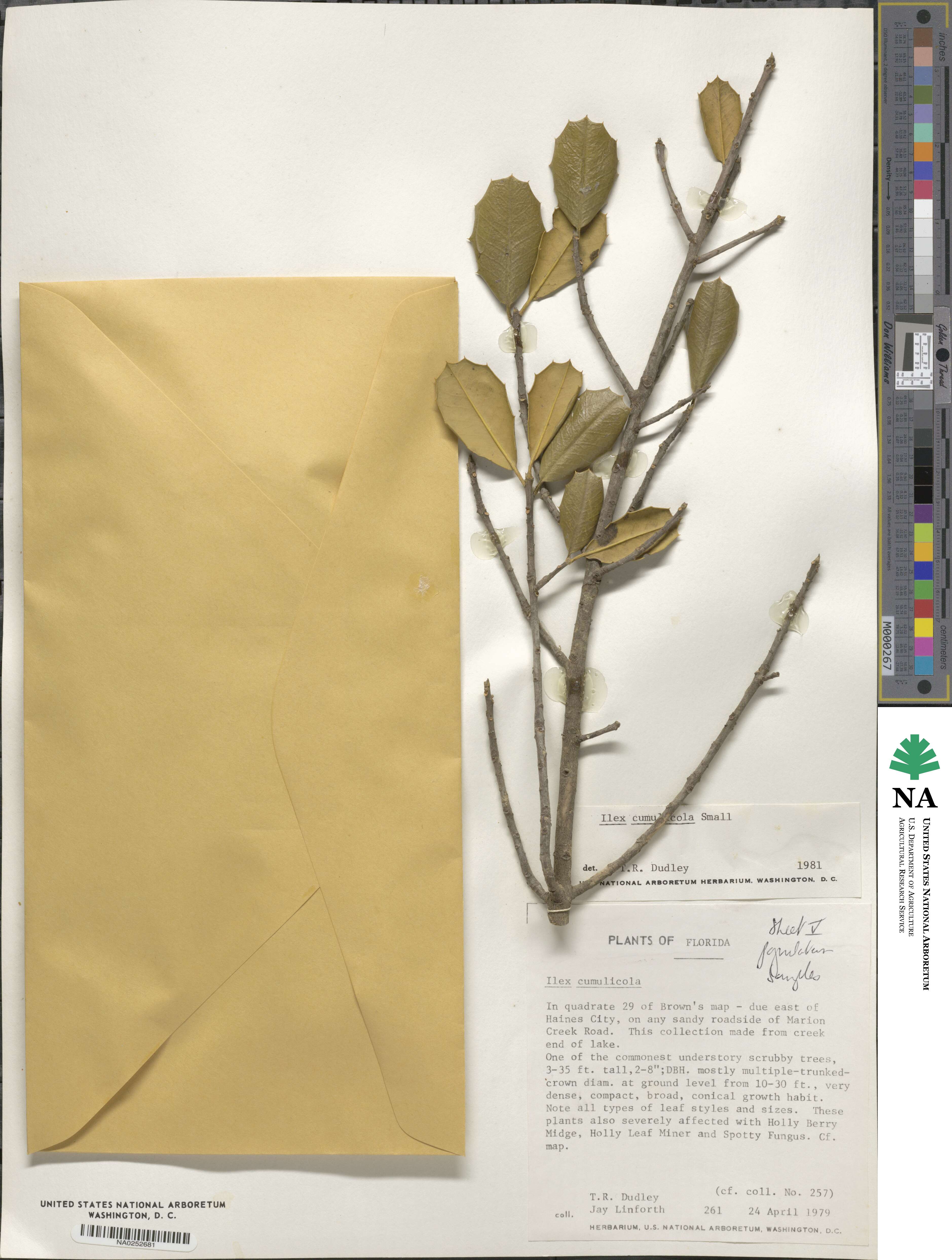 Ilex opaca var. arenicola image