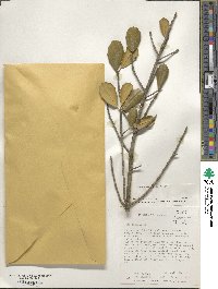 Ilex opaca image