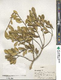 Ilex opaca image