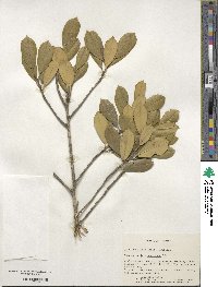 Ilex opaca image