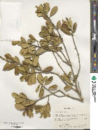 Ilex opaca image