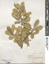 Ilex opaca var. arenicola image