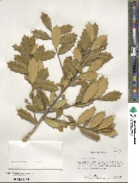 Ilex opaca image