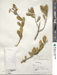 Ilex opaca image