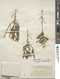 Ilex opaca image