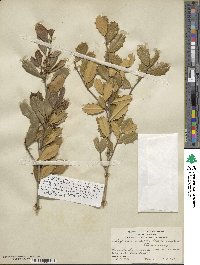 Ilex opaca var. arenicola image