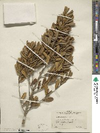 Ilex opaca image