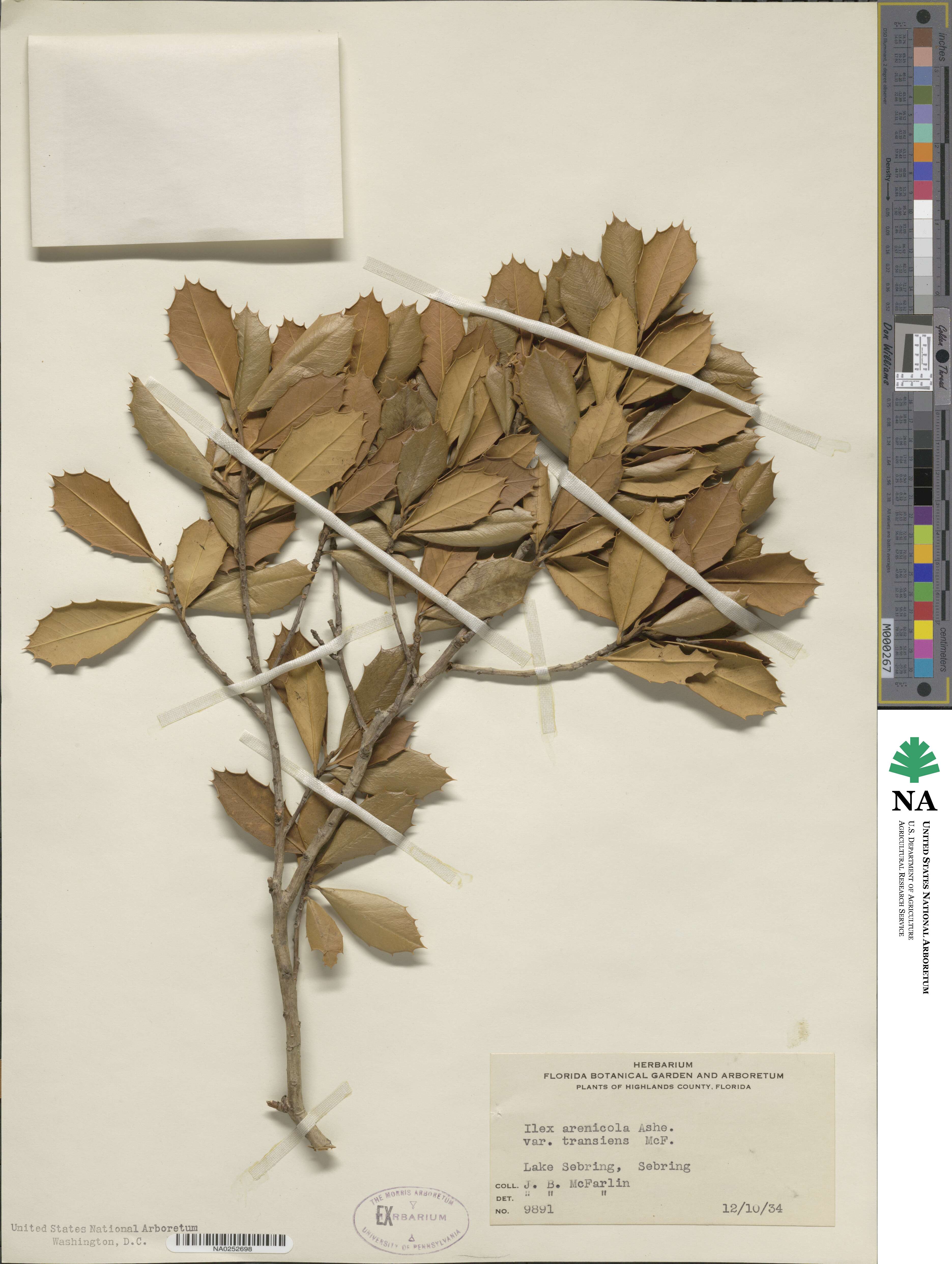 Ilex opaca var. arenicola image