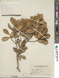 Ilex opaca var. arenicola image