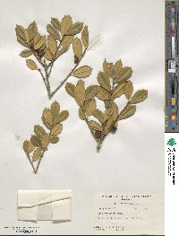 Ilex opaca image