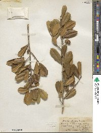 Ilex opaca image