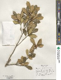 Ilex opaca image