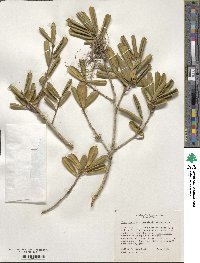 Ilex opaca var. arenicola image